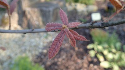 Quercus rhysophylla 'Maya' - dub mexický